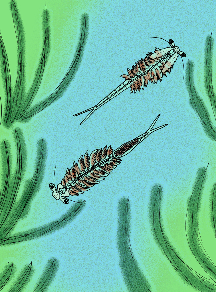 Florida Fairy Shrimps