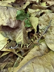 Coleonyx mitratus