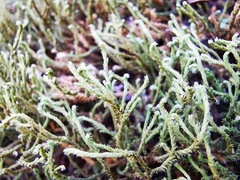 Hedwigia stellata