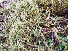 Hedwigia stellata
