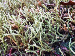 Hedwigia stellata