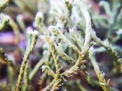 Hedwigia stellata