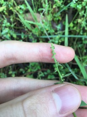 Chenopodium polygonoides