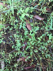 Chenopodium polygonoides