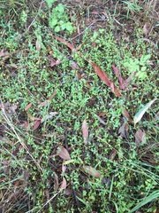 Chenopodium polygonoides