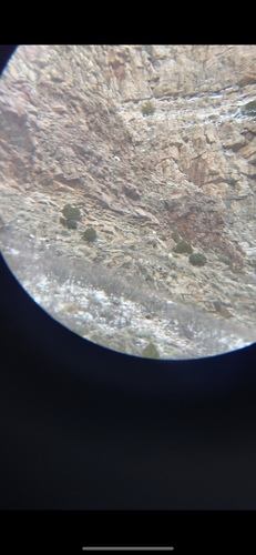 Mountain Goat photographed in Utah