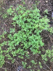 Bidens subalternans