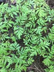 Bidens subalternans