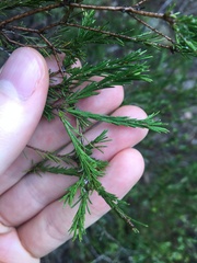 Melaleuca diosmatifolia