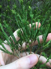 Melaleuca diosmatifolia