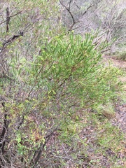 Melaleuca diosmatifolia