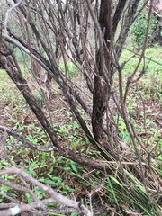 Melaleuca diosmatifolia