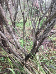 Melaleuca diosmatifolia
