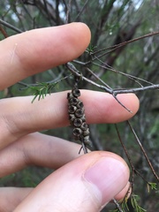 Melaleuca diosmatifolia