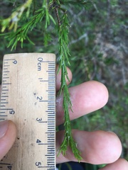 Melaleuca diosmatifolia