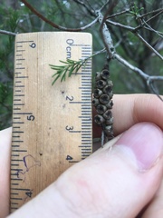 Melaleuca diosmatifolia