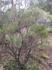 Melaleuca diosmatifolia