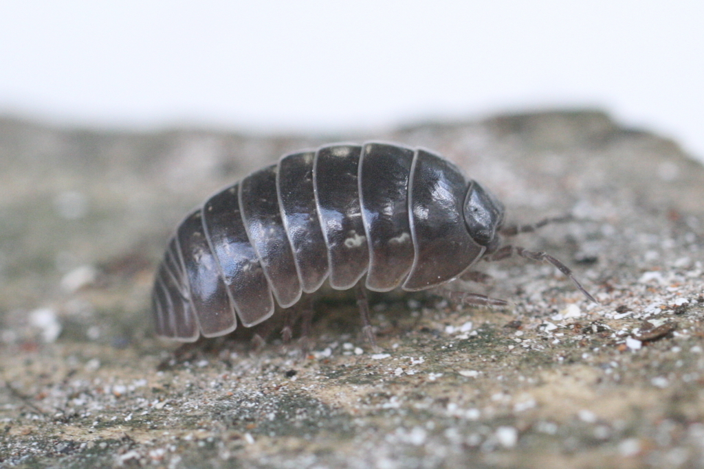 Common Pill Bug Insects Of Ohio Inaturalist