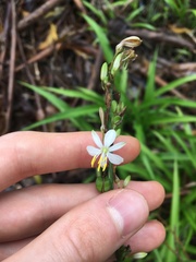 Chlorophytum comosum