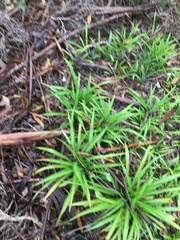 Chlorophytum comosum