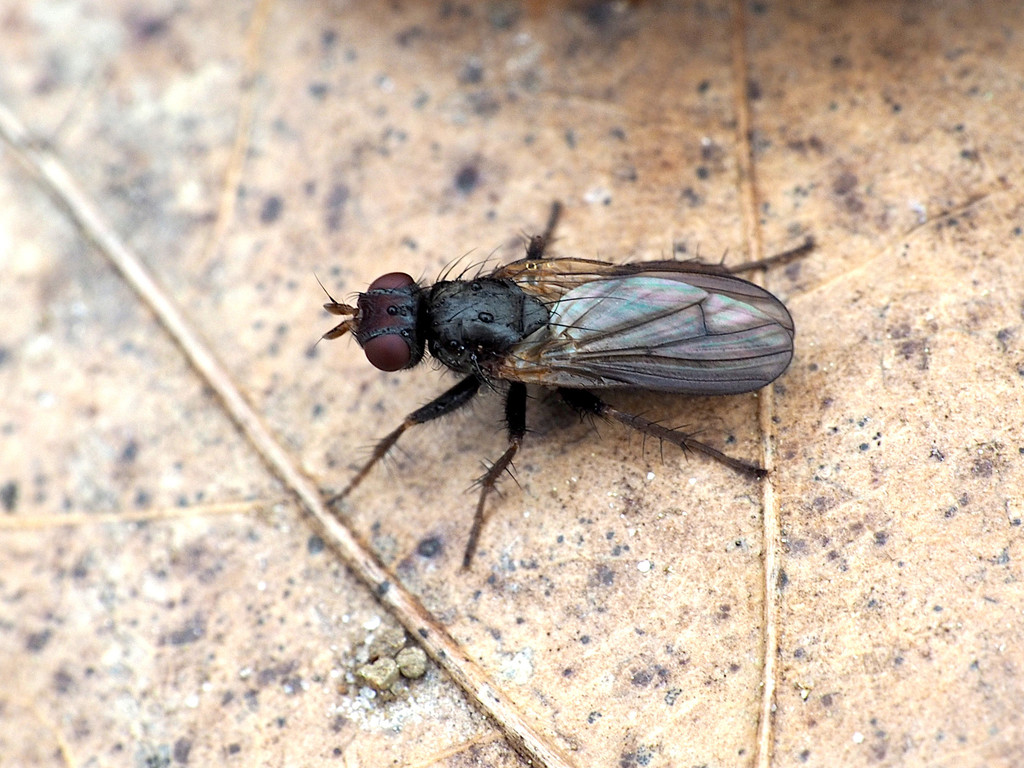 Bucephalina megacephala