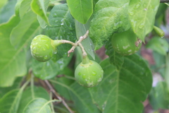 Solanum glaucescens
