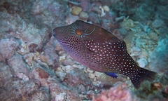 Canthigaster amboinensis