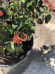 Vanessa atalanta