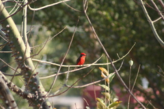 Pyrocephalus rubinus