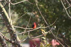Pyrocephalus rubinus