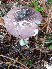 Russula murrillii