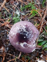 Russula murrillii