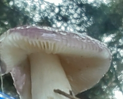 Russula murrillii