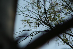 Cynanthus latirostris