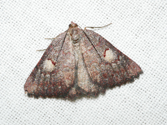 Apodasmia rufonigraria