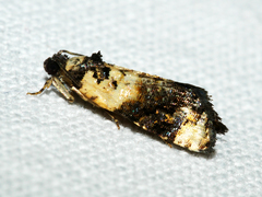 Asthenoptycha iriodes