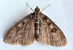 Palpita aenescentalis