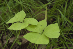 Oxalis obtriangulata