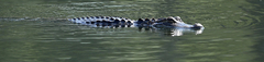 Alligator mississippiensis