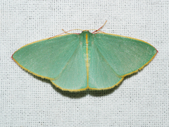 Chlorocoma assimilis