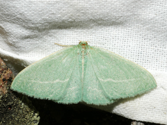 Chlorocoma stereota