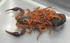 Centruroides gracilis