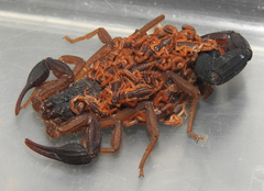 Centruroides gracilis