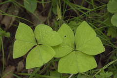 Oxalis obtriangulata