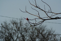 Pyrocephalus rubinus