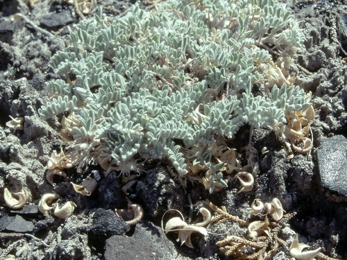 Goose Creek milkvetch (Astragalus anserinus)