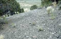 Astragalus anserinus