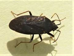 Neolethaeus tenebrosus