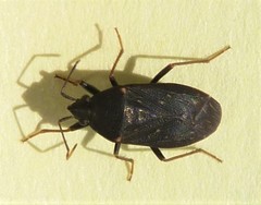 Neolethaeus tenebrosus