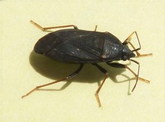 Neolethaeus tenebrosus